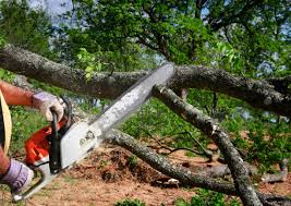 Best Commercial Tree Services  in Dry Ridge, OH